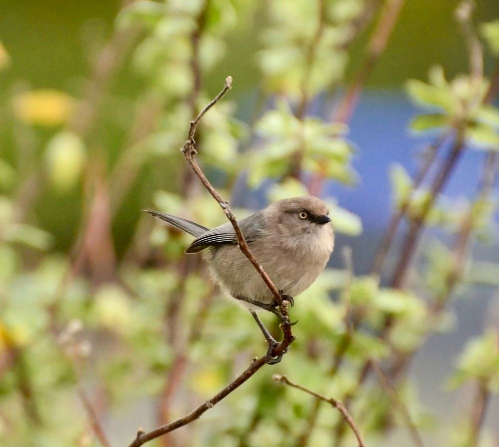 Bushtit
