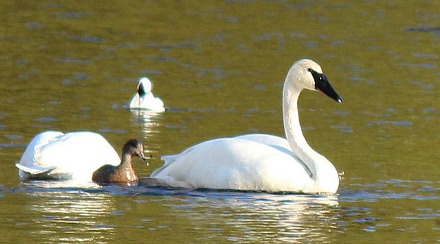 Tundra swan