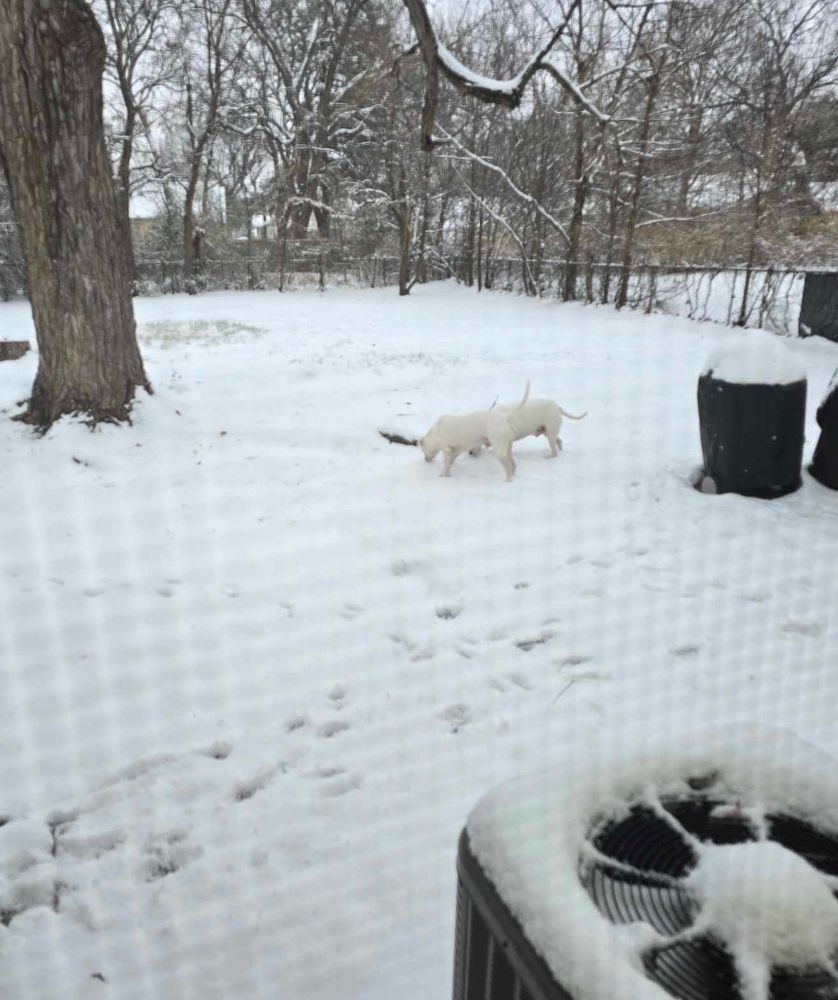 2 white dogs in snow