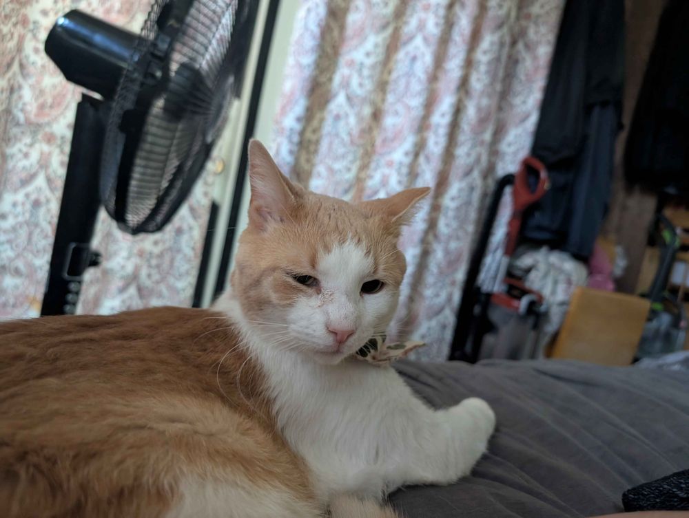 An orange-tabby and white cat lying on a human bed, looking sleepily at the camera.