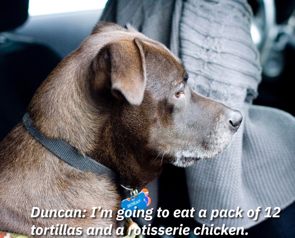 Chocolate lab wearing a tag reading “Duncan” and overlaid text “Duncan: I’m going to eat a pack of 12 tortillas and a rotisserie chicken.” 