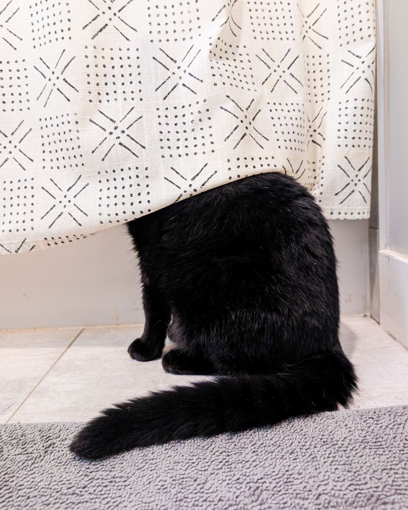 Photo of a black cat sitting on a tiled floor with half his body not visible, hiding behind a draped shower curtain.