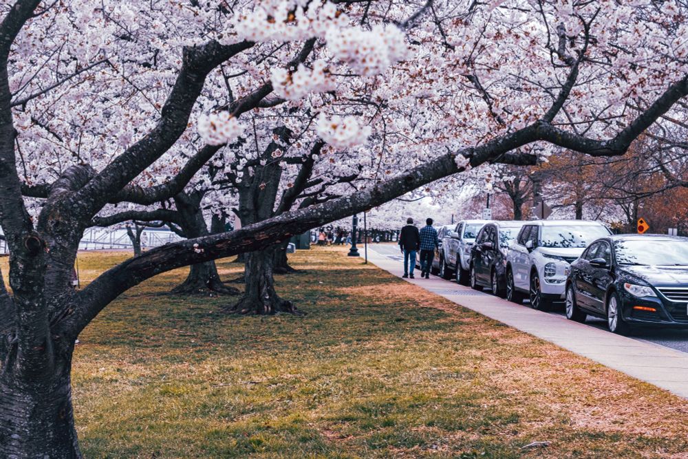 A low-angle view looking up through the branches of cherry blossom trees in full bloom. A large, dark, textured branch laden with white blossoms stretches across the upper part of the frame. Below, a grassy area meets a paved sidewalk where several cars are parked in a row. Two people are seen walking away from the camera along the sidewalk in the mid-ground."