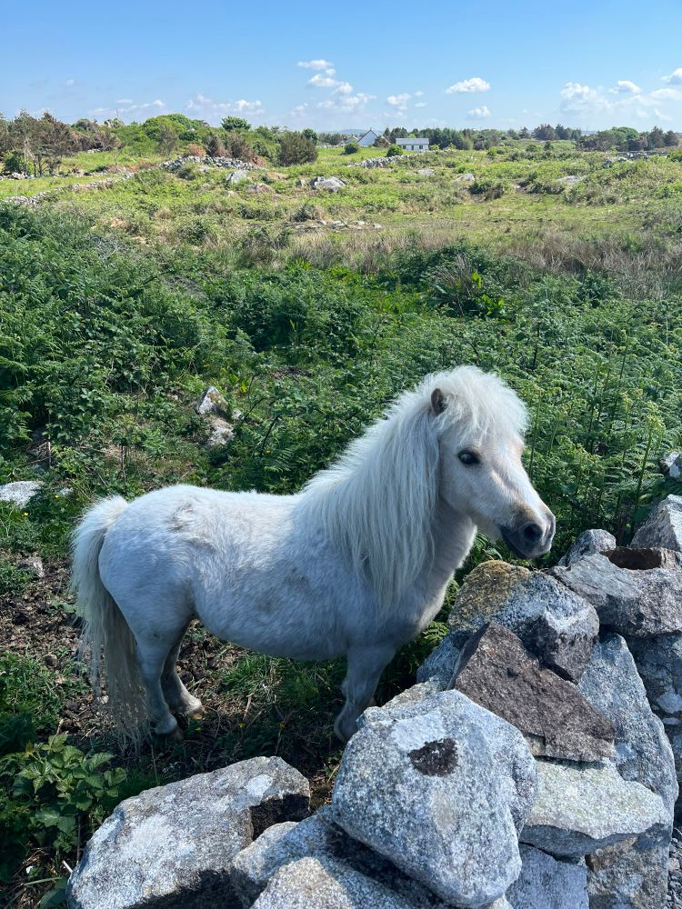 A white Shetland pony in a small field by a stone wall.