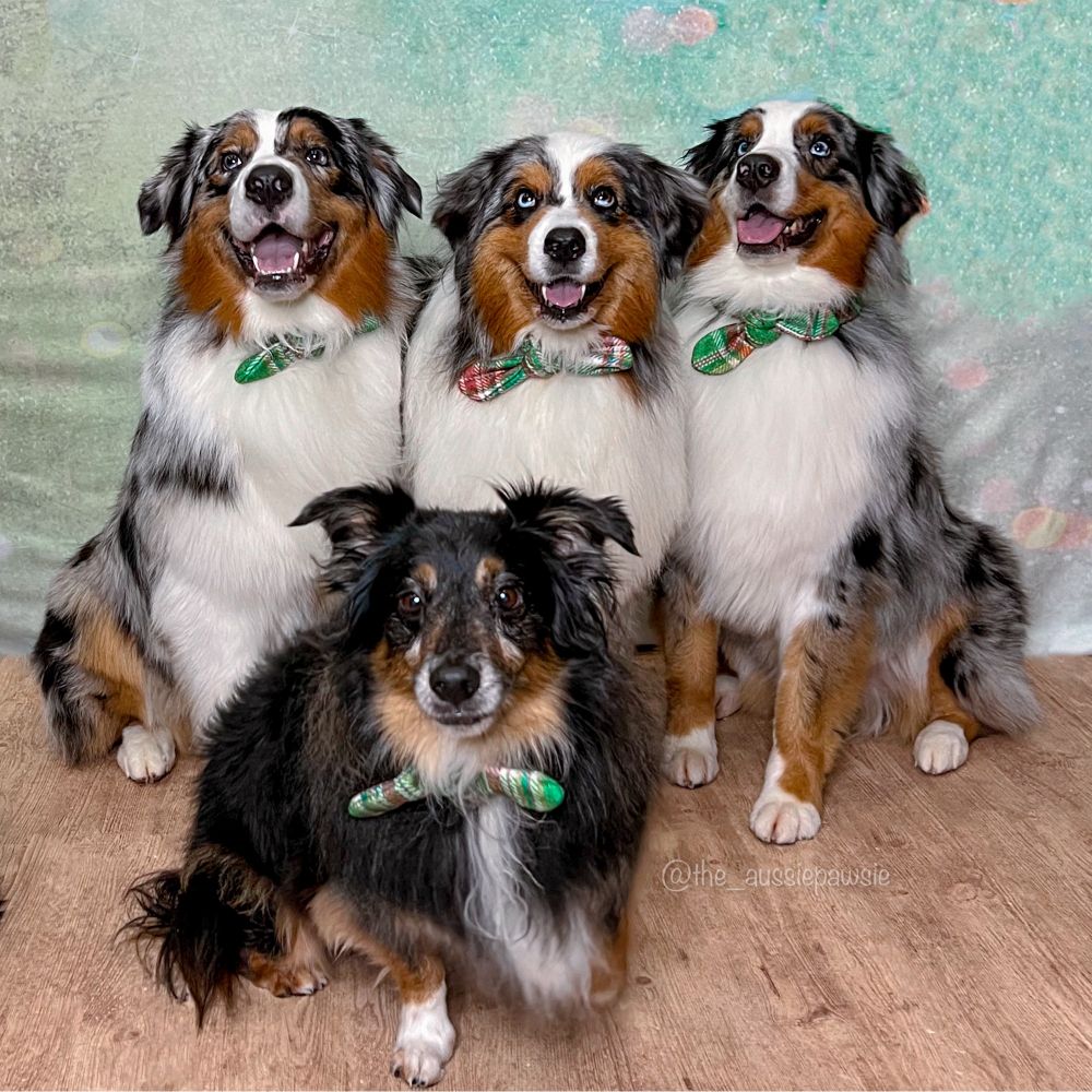 Four Australian shepherds against Green background wearing green plaid neckerchiefs. The three Aussies in back are blue merles and the one in front is a black tri.