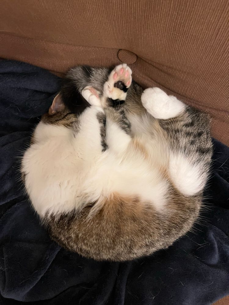 A rough circle of sleeping cat with limbs, tails and ears applied randomly, like raisins sprinkled into porridge.