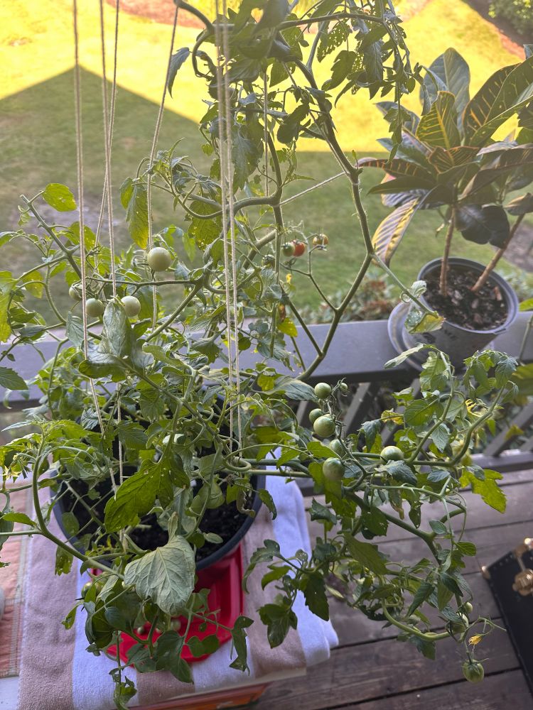 TOMato the plant, seri’s son 