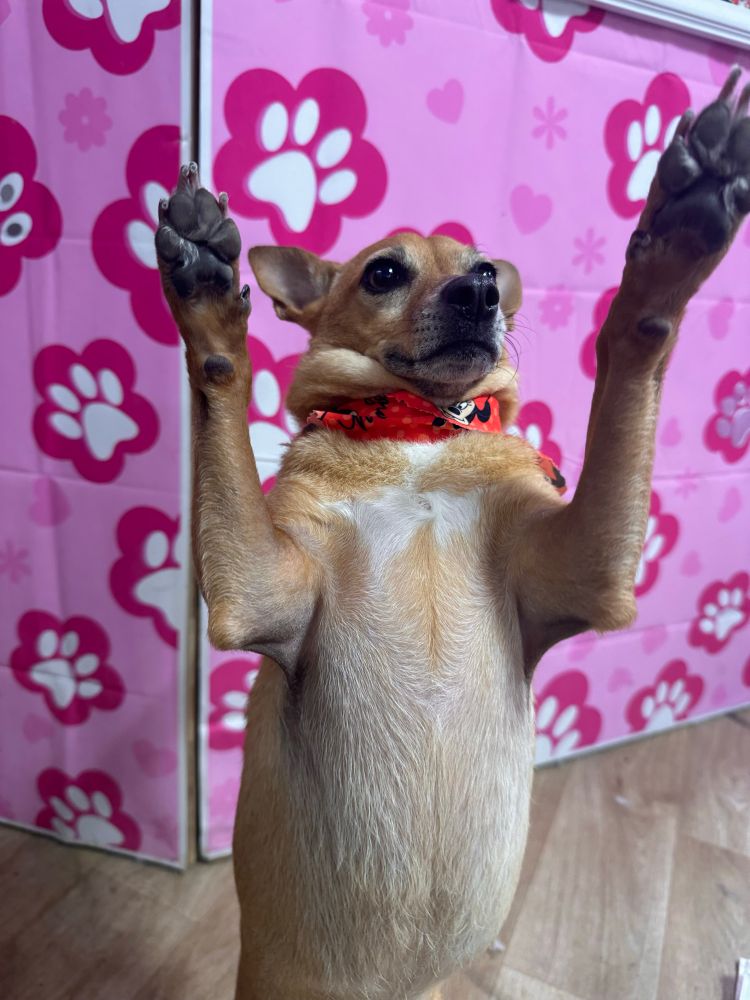 Penelope with her paws up in the air with a bandana in front of a wall with pink paw prints 