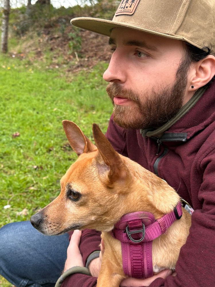 Mikka and Penelope the chiweenie staring into the distance at the same time. it is a side profile photo of them both looking off into the distance. 