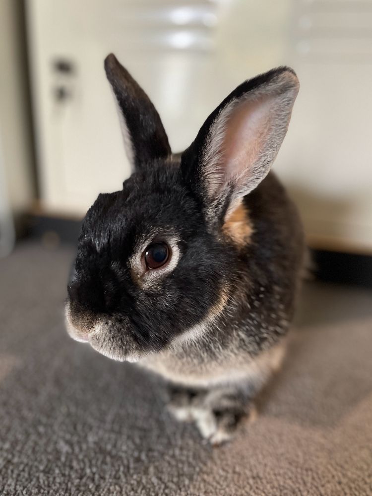 Small black rabbit with white chest looking at the camera on a grey carpeted floor