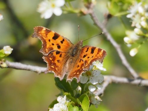 Papallona de la c blanca (Polygonia c-album)