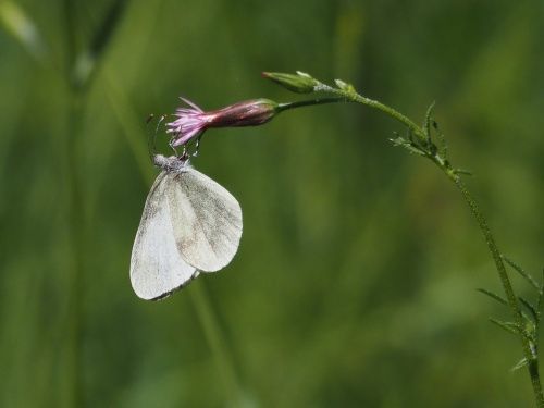 Angelet comú (Leptidea sinapis)