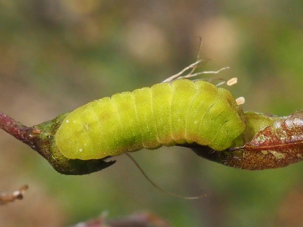 Eruga de la blaveta de l’heura (Celastrina argiolus) sobre espantallops (Colutea brevialata)