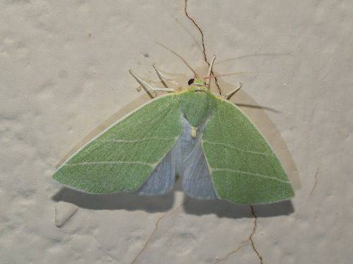 Bena bicolorana