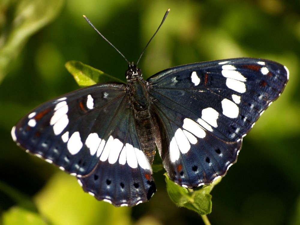 Nimfa mediterrània (Limenitis reducta)