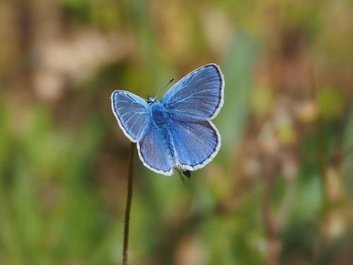 Blaveta comuna (Polyommatus icarus) mascle