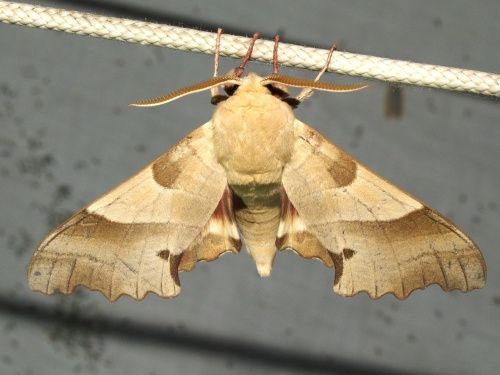 Marumba quercus