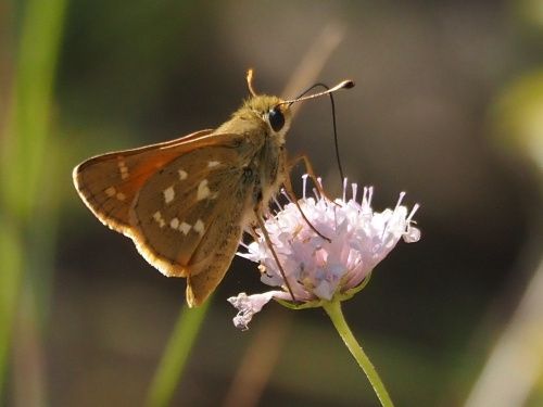 Dard de taques blanques (Hesperia comma)