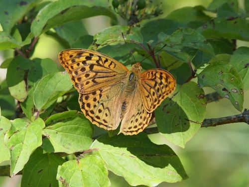 Pandora (Argynnis pandora)
