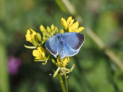 Blaveta de l’heura (Celastrina argiolus)