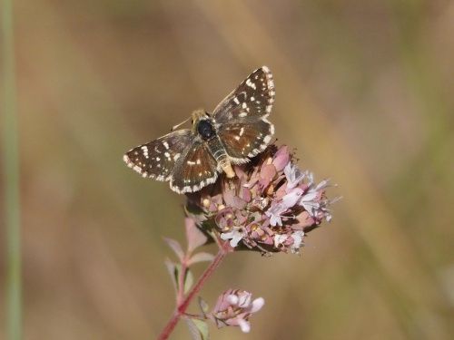Murri de la pimpinella (Spialia sertorius)