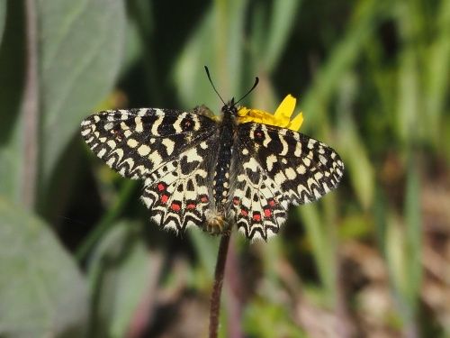 Arlequí (Zerynthia rumina)