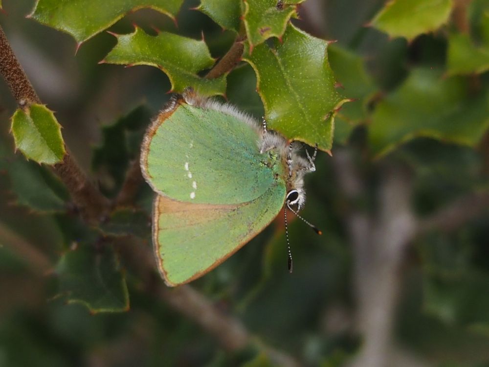 Verdeta d'ull blanc (Callophrys rubi)