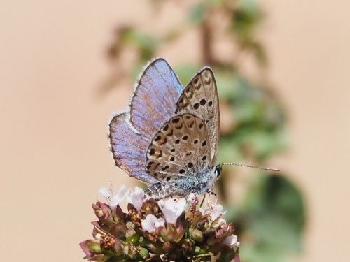 Blaveta de l’astràgal (Polyommatus escheri)