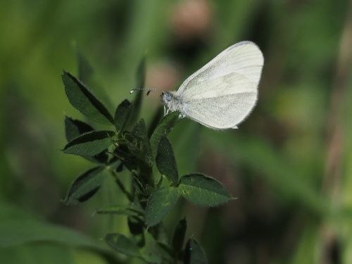 Angelet comú (Leptidea sinapis)