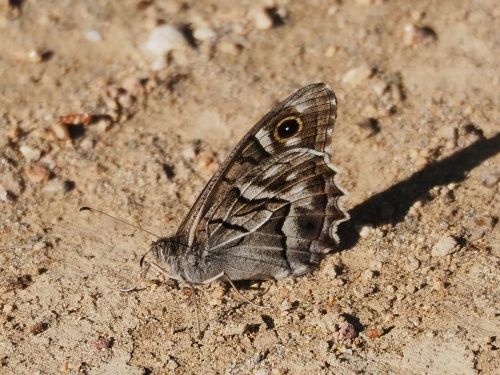 Faune de ziga-zaga (Hipparchia fidia)