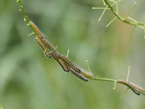 Eruga de la blanca de la col (Pieris brassicae) sobre ravenissa groga (Erucastrum nasturtiifolium)
