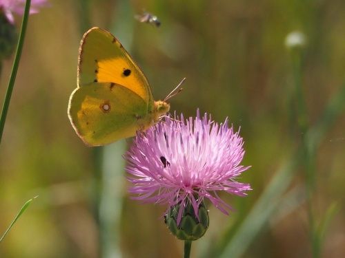 Safranera de l’alfals (Colias crocea)