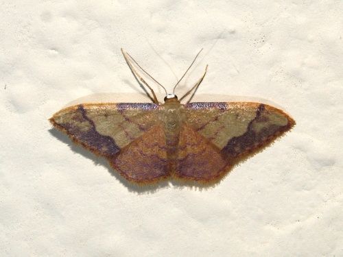 Idaea ostrinaria