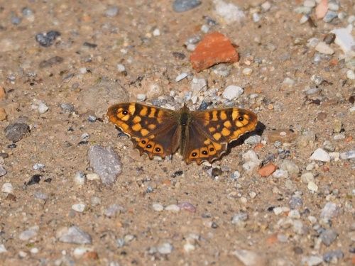 Bruna de bosc (Pararge aegeria)