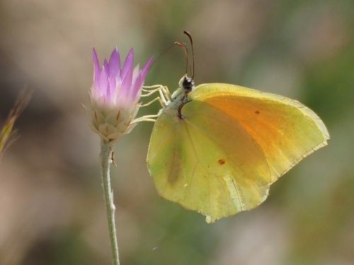 Cleòpatra (Gonepteryx cleopatra)