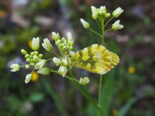 Aurora groga (Anthocharis euphenoides)