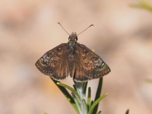 Fúria (Erynnis tages)