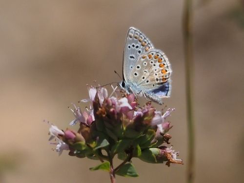 Blaveta comuna (Polyommatus icarus)