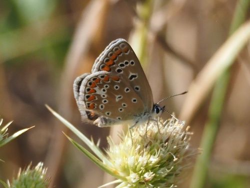 Blaveta comuna (Polyommatus icarus)