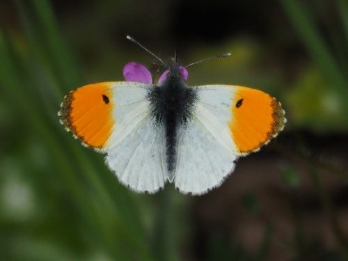 Aurora (Anthocharis cardamines) ♂