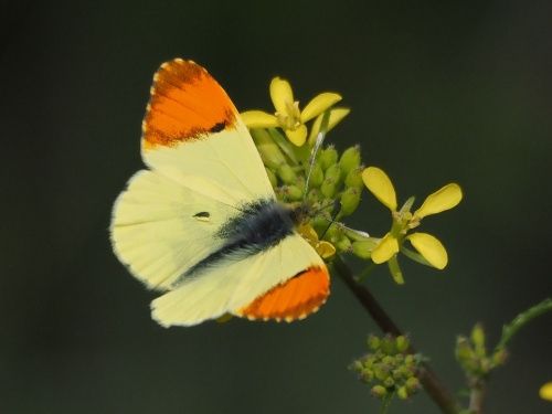 Aurora groga (Anthocharis euphenoides) ♂