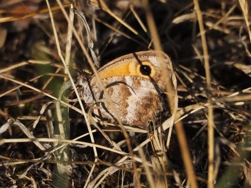Saltabardisses de solell (Pyronia cecilia)