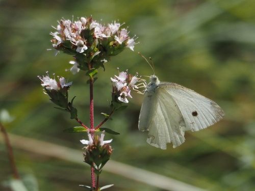Blanqueta de la col (Pieris rapae)