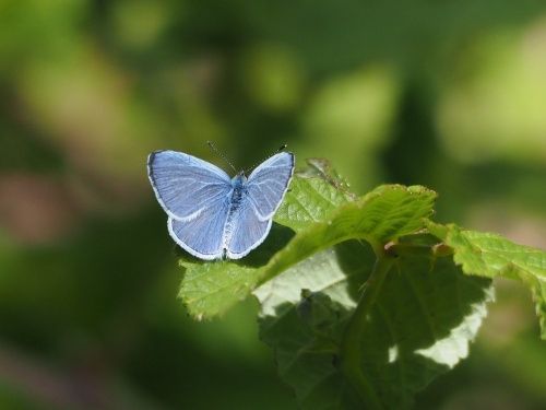 Blaveta de l’heura (Celastrina argiolus)