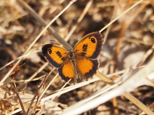 Saltabardisses de solell (Pyronia cecilia)