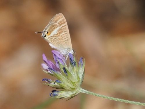 Blaveta dels pèsols (Lampides boeticus)