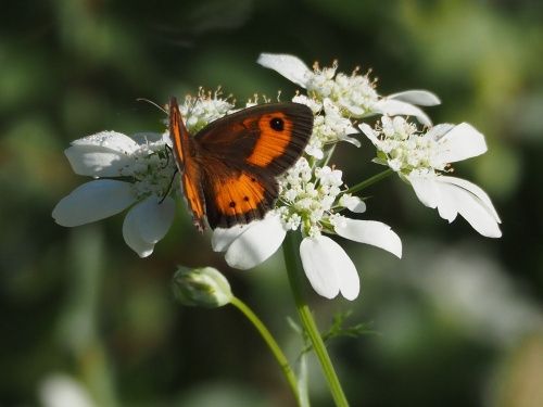 Saltabardisses cintada (Pyronia bathseba)