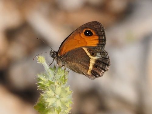 Saltabardisses cintada (Pyronia bathseba)