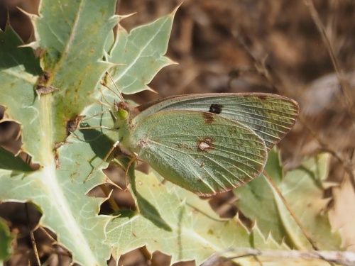 Safranera de l'alfals (Colias crocea f. helice) femella