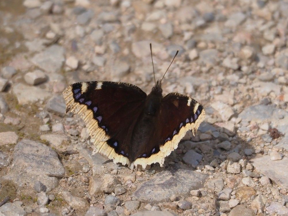 Vellutada del salze (Nymphalis antiopa)